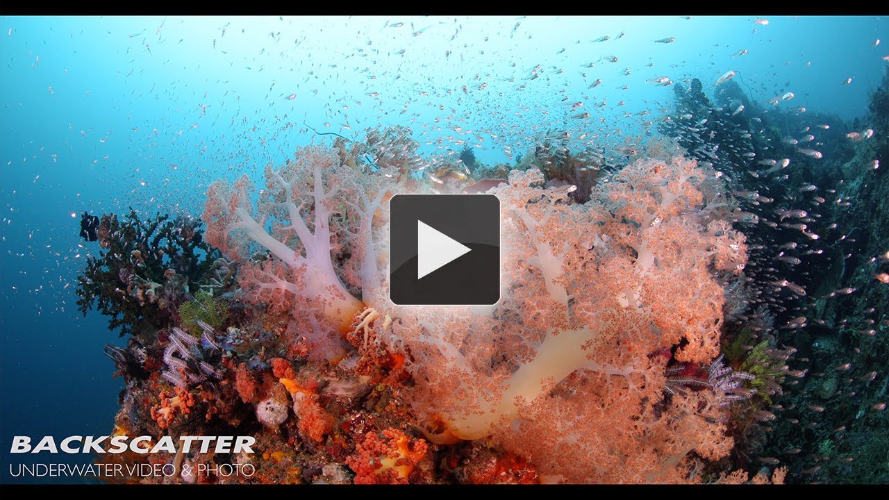 Dakuwaqa - s Jardín - tomas bajo el agua desde Fiji - Tonga Dakuwaqa - s Jardín - tomas bajo el agua desde Fiji - Tonga
